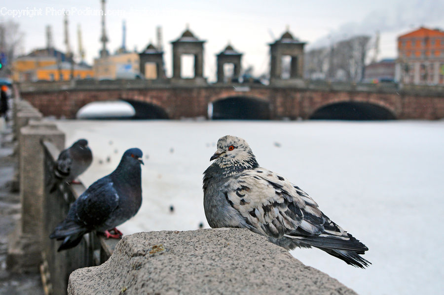 Bird, Pigeon, Dove, Parliament, Architecture, Dome, Mosque