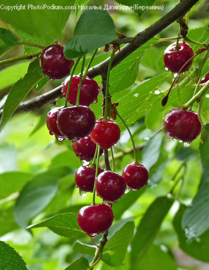 Cherry, Fruit, Grapes, Produce, Vegetable, Plant, Blossom