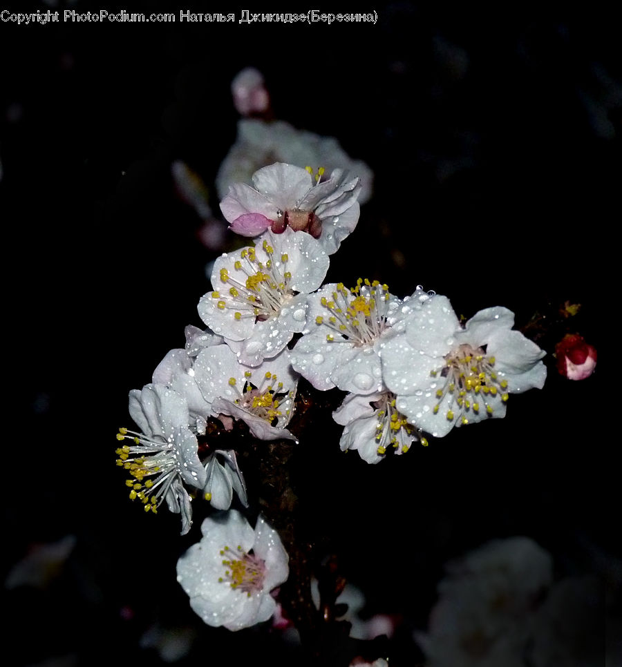 People, Person, Human, Blossom, Flora, Flower, Plant