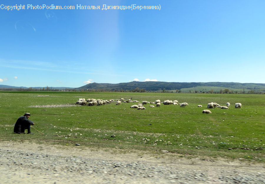 Countryside, Grassland, Meadow, Outdoors, Pasture, Ranch, Field