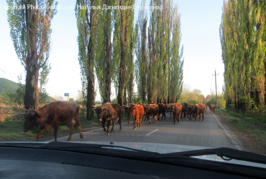 Animal, Bison, Bull, Mammal, Cattle, Road, Cow