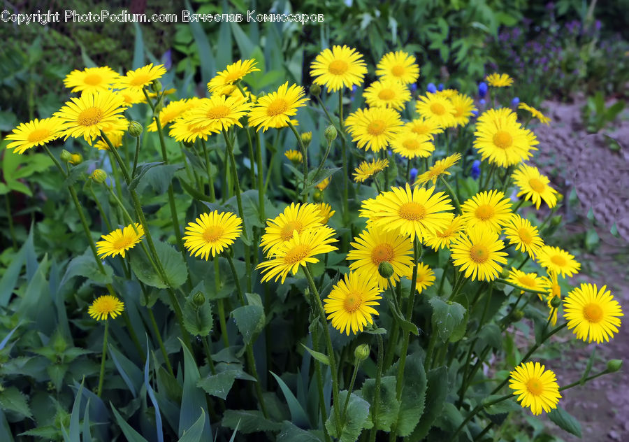 Blossom, Daffodil, Flora, Flower, Plant, Daisies, Daisy