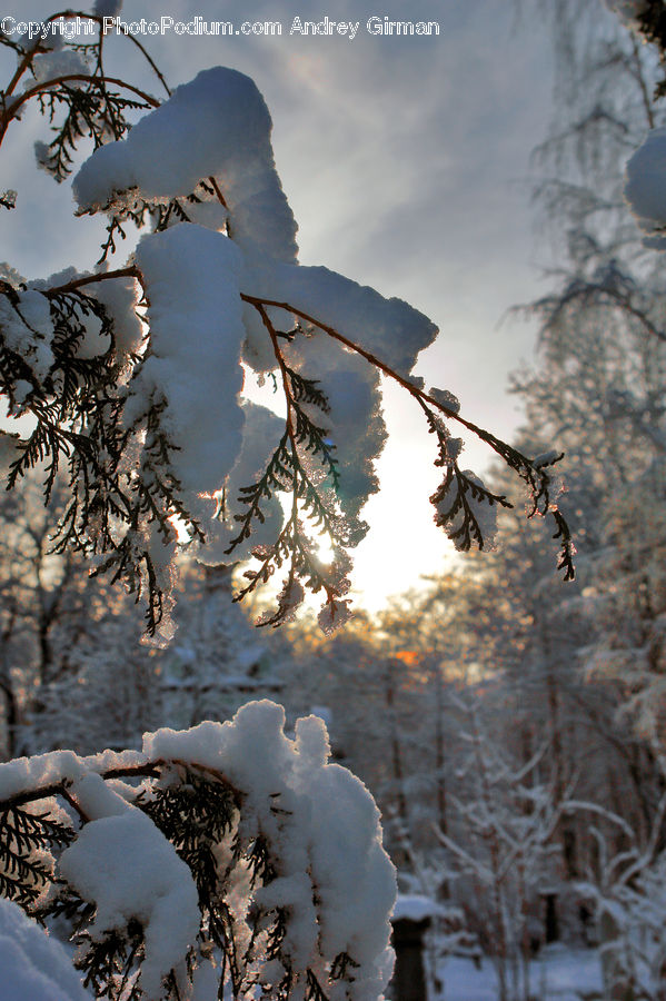 People, Person, Human, Ice, Outdoors, Snow, Plant