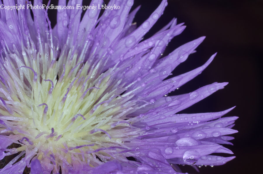 Flora, Flower, Plant, Thistle, Weed, Blossom, Asteraceae