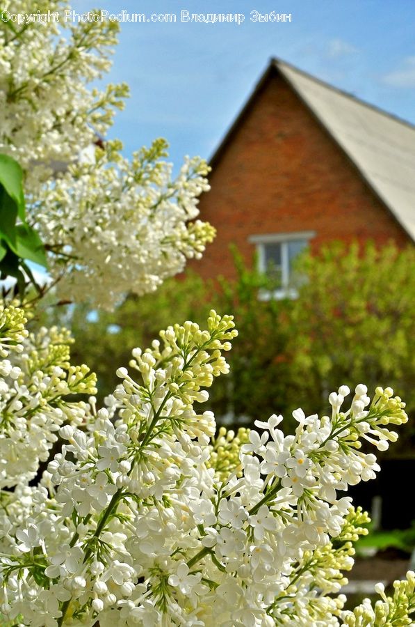 Blossom, Flora, Flower, Plant, Building, Cottage, Housing