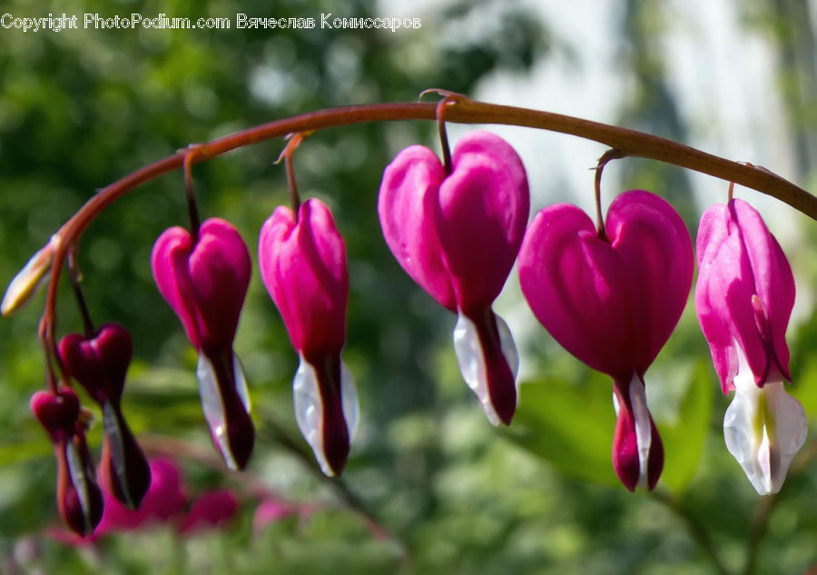 Heart, Blossom, Crocus, Flora, Flower, Plant, Cherry