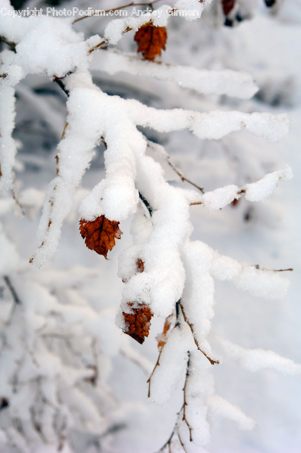 Maple, Maple Leaf, Plant, Ice, Outdoors, Snow, Leaf