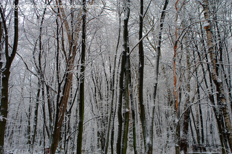 Birch, Tree, Wood, Forest, Vegetation, Plant, Grove