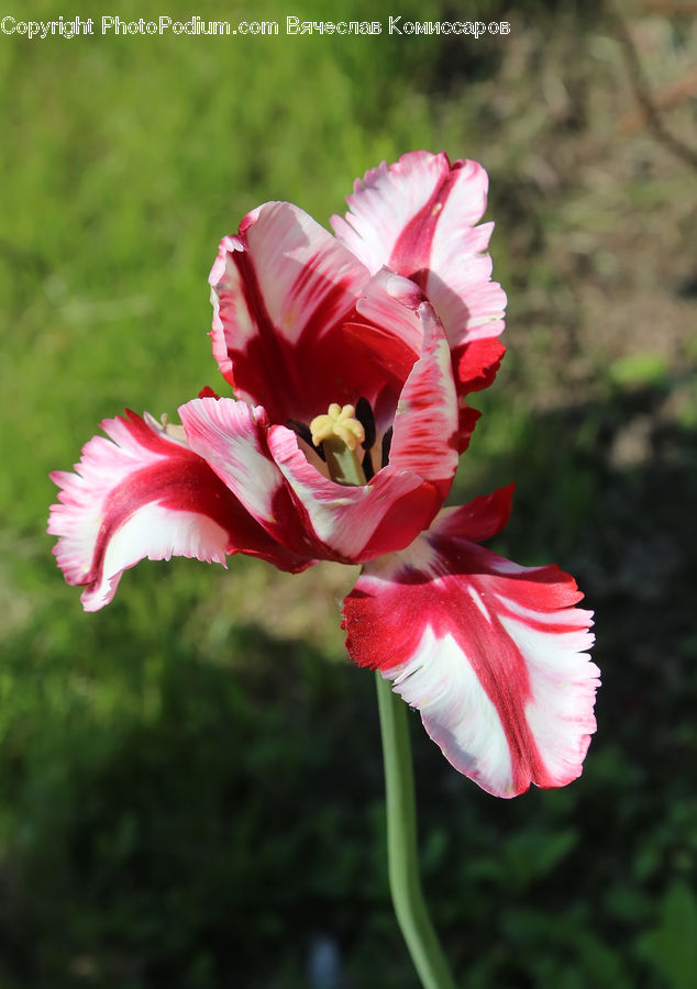 Flora, Flower, Gladiolus, Plant, Blossom, Tulip, Hibiscus