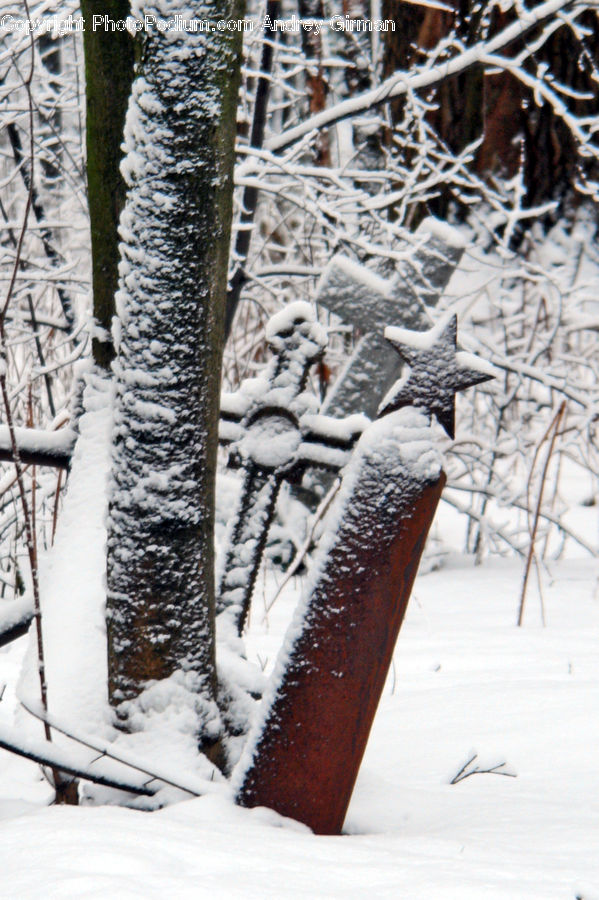 Ice, Outdoors, Snow, Frost, Birch, Tree, Wood