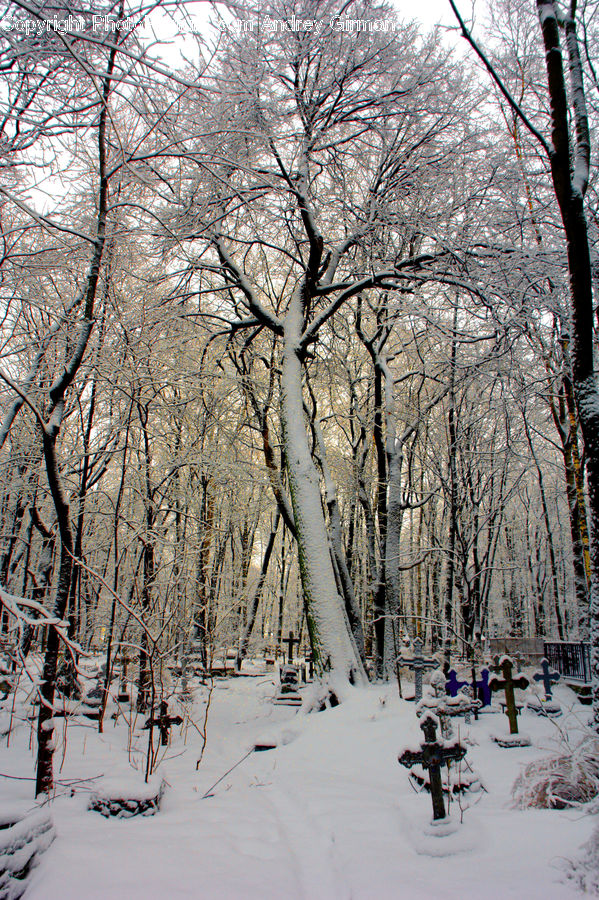 Ice, Outdoors, Snow, Birch, Tree, Wood, Landscape