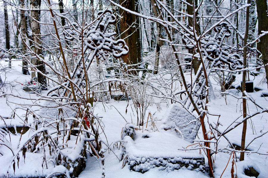 Ice, Outdoors, Snow, Blizzard, Weather, Winter, Forest