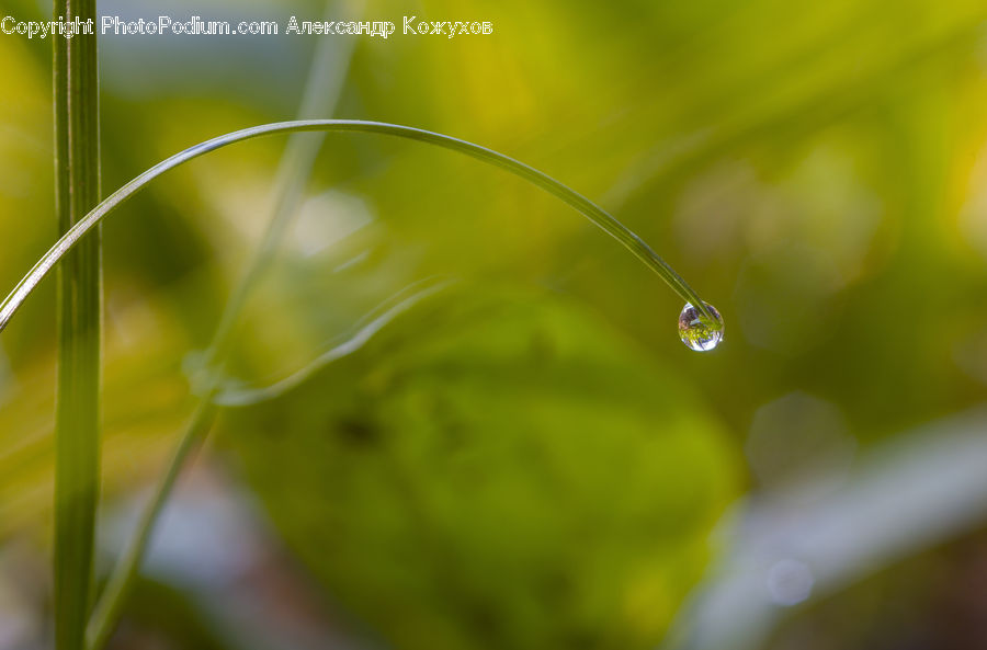 Droplet, Dill, Plant, Field, Grass, Grassland, Moss