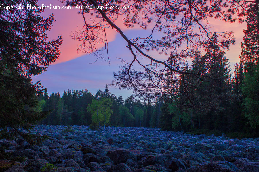 Conifer, Fir, Plant, Tree, Dawn, Dusk, Sky