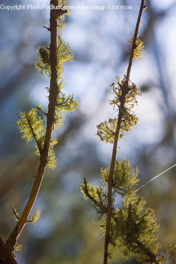 Conifer, Fir, Plant, Tree, Blossom, Flora, Flower