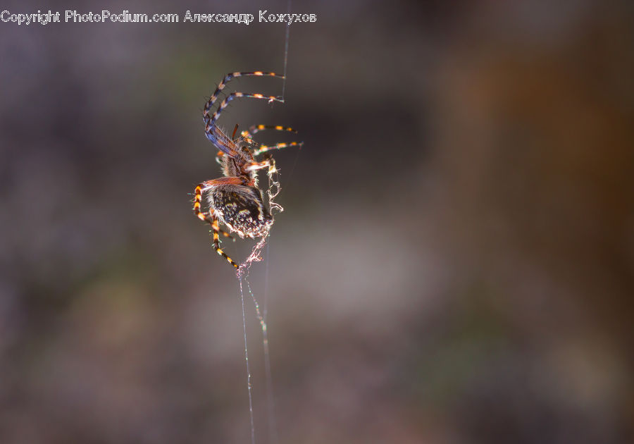 Arachnid, Garden Spider, Insect, Invertebrate, Spider, Conifer, Fir