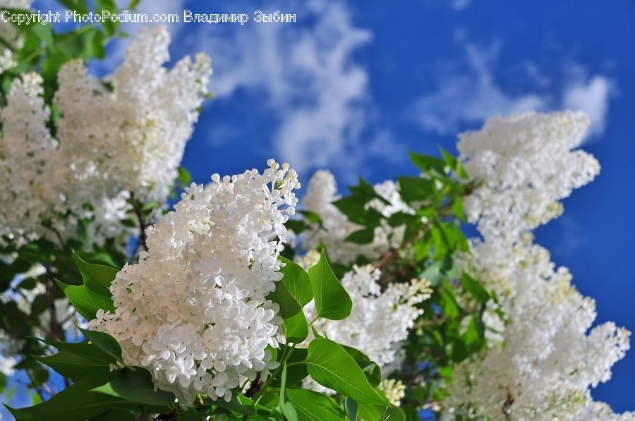 Blossom, Flower, Lilac, Plant, Flora, Cherry Blossom