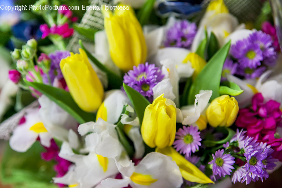 Blossom, Daffodil, Flora, Flower, Plant, Flower Arrangement, Flower Bouquet