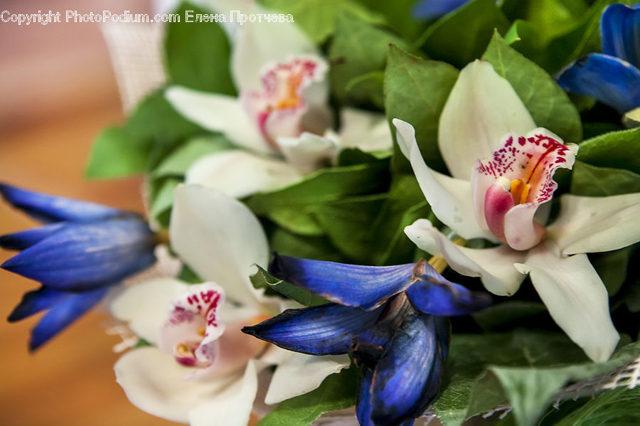 Bird, Jay, Flower, Flower Arrangement, Flower Bouquet, Blossom, Flora