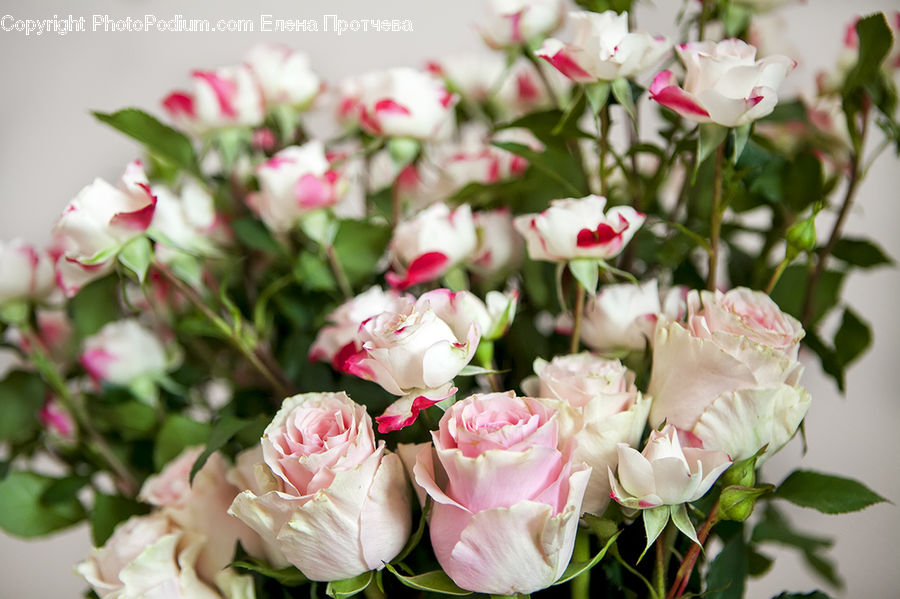 Blossom, Flower, Plant, Rose, Flower Arrangement, Flower Bouquet, Carnation