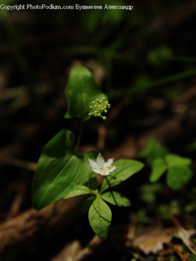 Blossom, Flora, Flower, Geranium, Plant, Soil, Vegetation