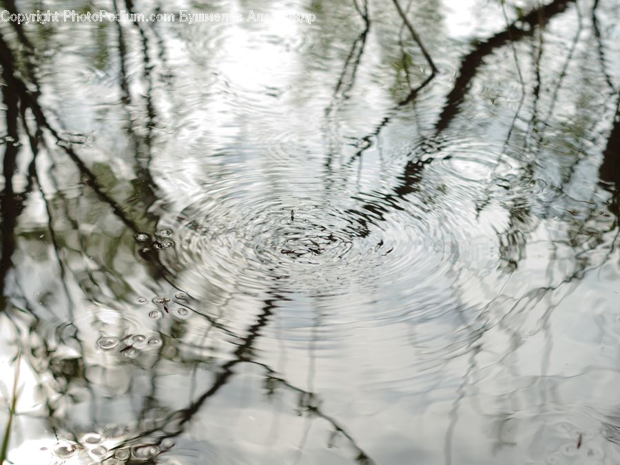 Birch, Tree, Wood, Outdoors, Ripple, Water, Forest
