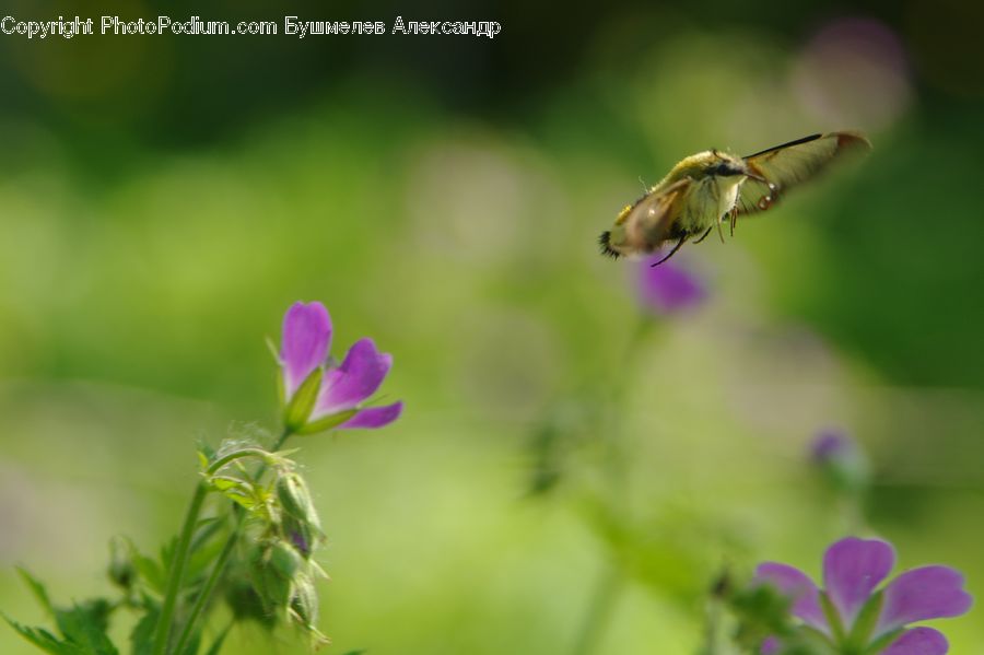 Blossom, Flora, Flower, Geranium, Plant, Bee, Insect