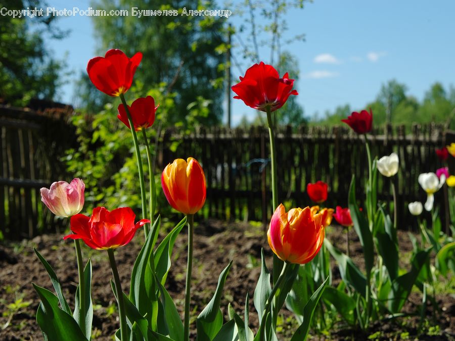 Blossom, Flora, Flower, Plant, Tulip, Poppy, Petal