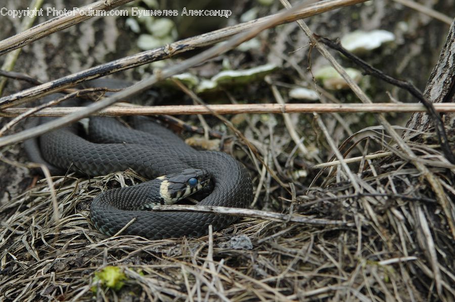 Reptile, Snake, King Snake, Plant, Asilidae, Insect, Outdoors