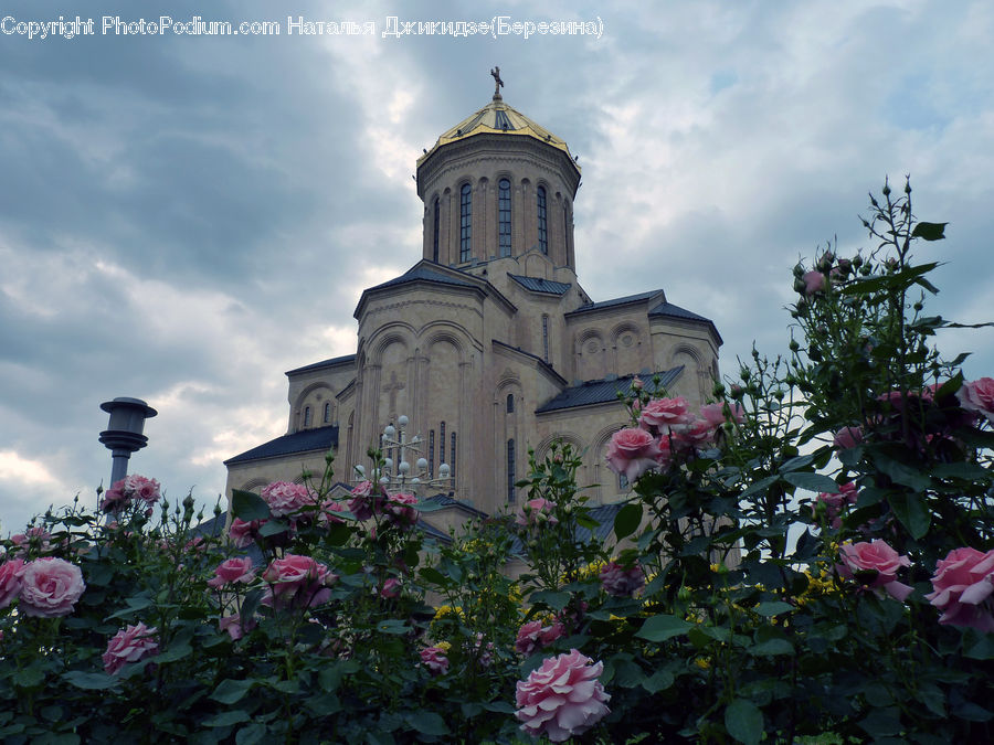 Architecture, Bell Tower, Clock Tower, Tower, Plant, Potted Plant, Blossom