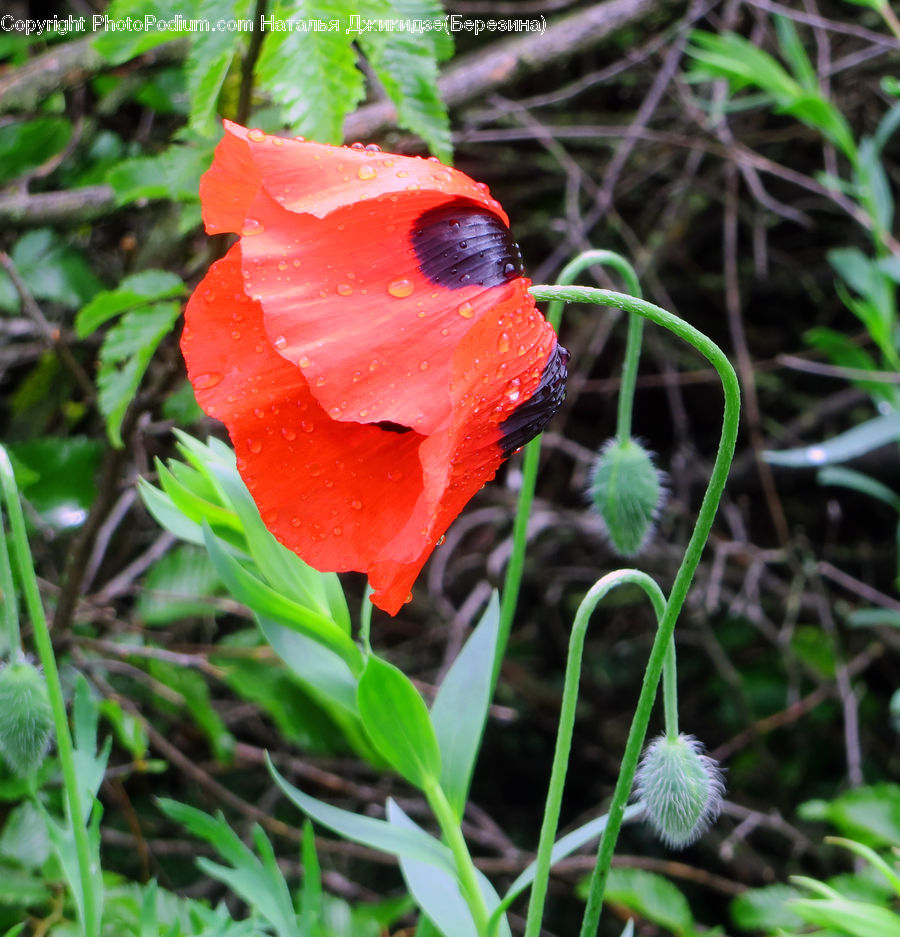 Blossom, Flora, Flower, Plant, Poppy, Gladiolus, Geranium