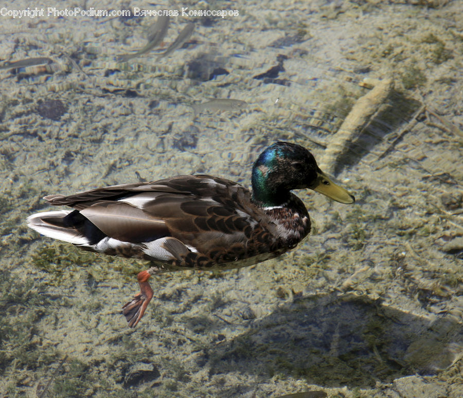 Bird, Duck, Teal, Waterfowl, Mallard, Goose