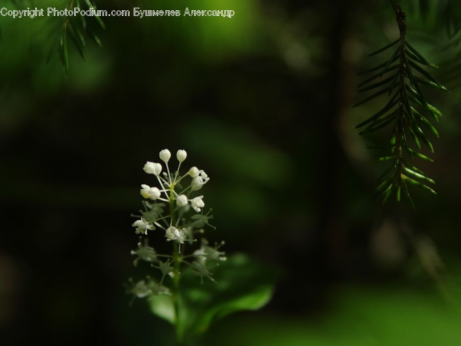 Conifer, Fir, Plant, Tree, Blossom, Flora, Flower