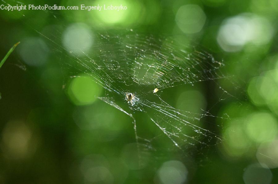 Arachnid, Garden Spider, Insect, Invertebrate, Spider, Droplet, Field