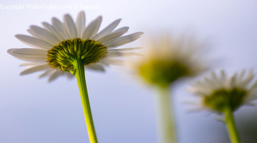 Daisies, Daisy, Flower, Plant, Anther, Petal, Asteraceae