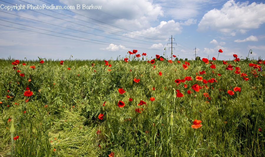 Blossom, Flora, Flower, Plant, Poppy, Field, Grass