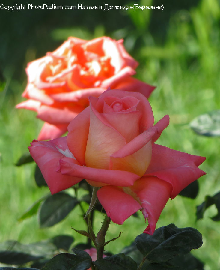 Blossom, Flower, Plant, Rose, Flora, Geranium, Carnation