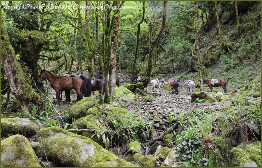 Forest, Jungle, Rainforest, Vegetation, Animal, Bongo, Percussion