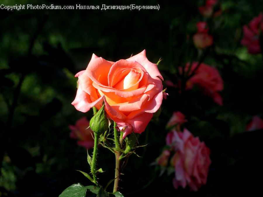 Blossom, Flower, Plant, Rose, Flora, Geranium, Petal