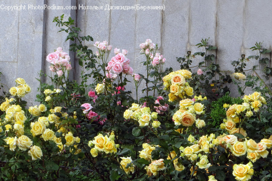Blossom, Flower, Plant, Rose, Flower Arrangement, Flower Bouquet, Ivy