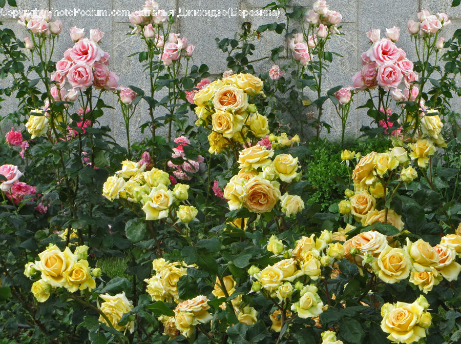 Blossom, Flower, Plant, Rose, Flower Arrangement, Flower Bouquet, Floral Design