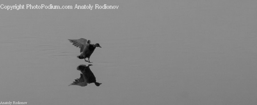 Bird, Seagull, Silhouette, Flying