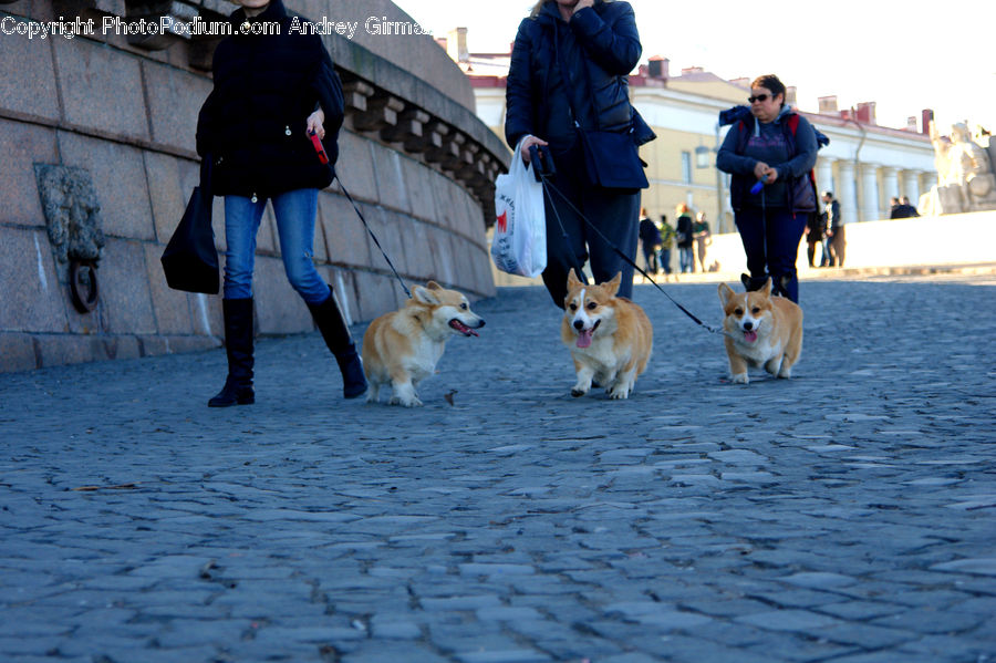 Human, People, Person, Animal, Canine, Dog, Eskimo Dog