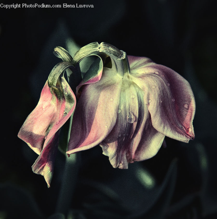 Flora, Flower, Gladiolus, Plant, Blossom, Geranium