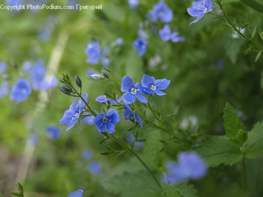 Blossom, Flora, Flower, Geranium, Plant, Fiber, Flax