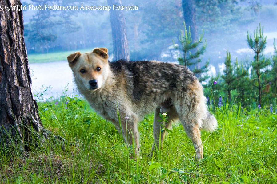 Animal, Canine, Coyote, Grey Fox, Mammal, Red Wolf, Conifer