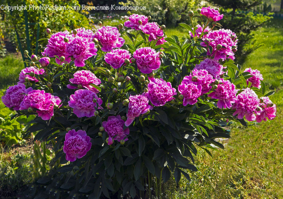 Blossom, Flower, Peony, Plant, Flora, Garden, Gardening