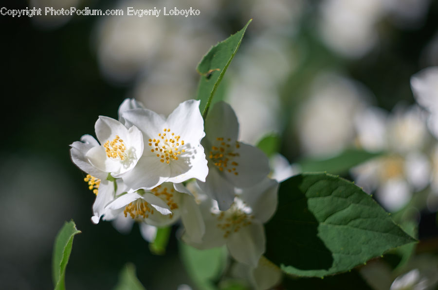 Blossom, Flora, Flower, Plant, Petal, Cherry Blossom, Rose