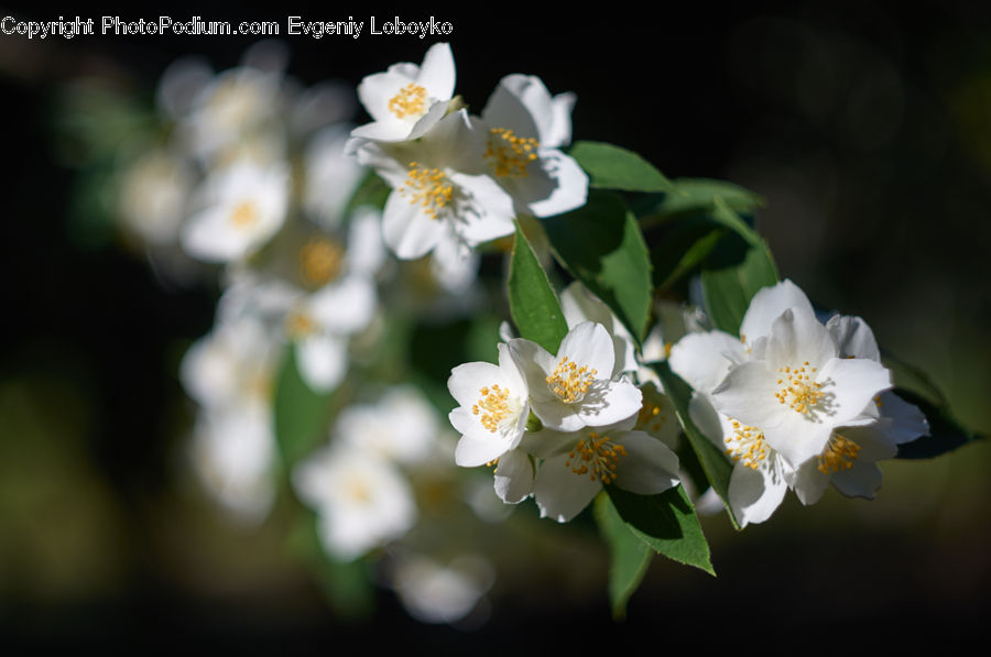 Blossom, Flora, Flower, Plant, Cherry Blossom