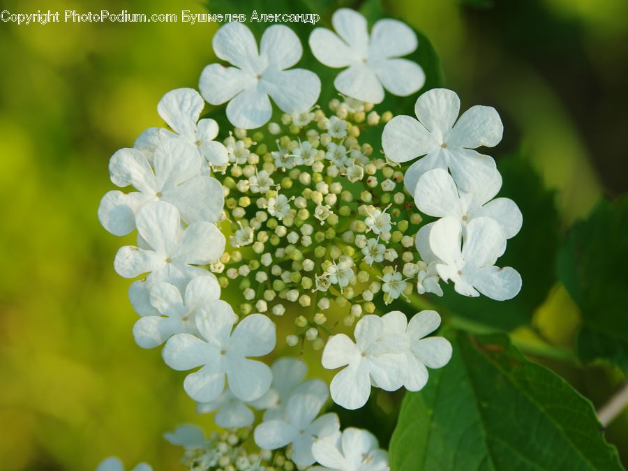 Blossom, Flora, Flower, Plant, Geranium, Lilac, Lupin